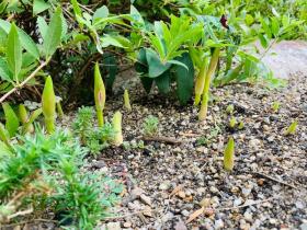 20240930mygarden2.jpg