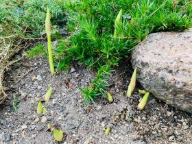 20240930mygarden4.jpg