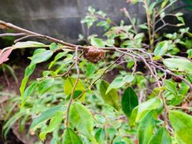 20240930mygarden7.jpg