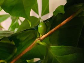 20241007coffee_berrie.jpg