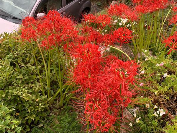 20241008mygarden1.jpg
