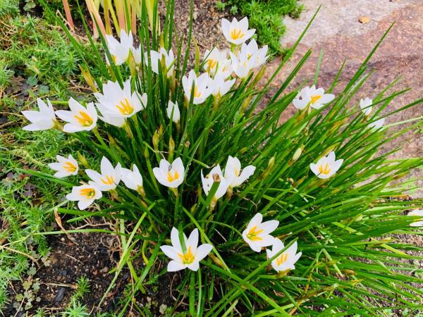20241008mygarden2.jpg