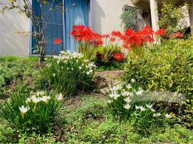 20241009mygarden2.jpg