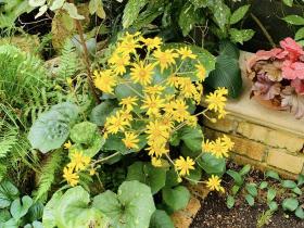 20241107mygarden4.jpg