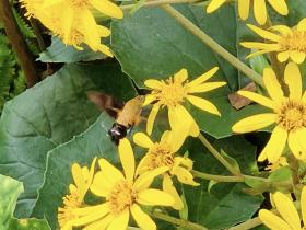 20241107mygarden5.jpg