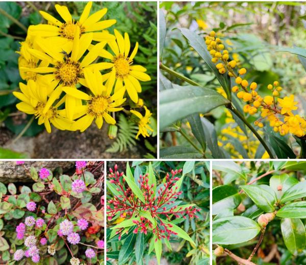20241117mygarden.jpg
