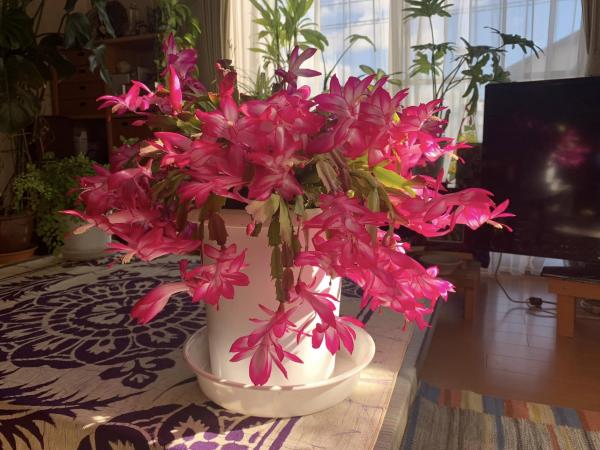 20241129christmas_cactus1.jpg