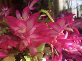 20241129christmas_cactus2.jpg