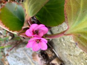 20250126mygarden1.jpg