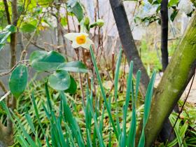 20250126mygarden2.jpg