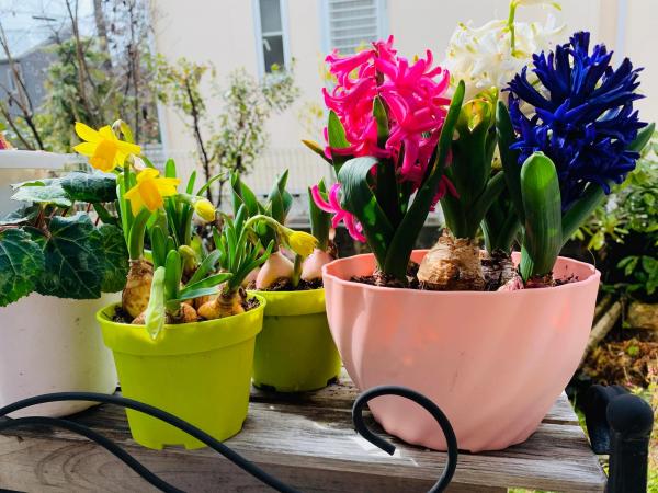 20250307mygarden.jpg