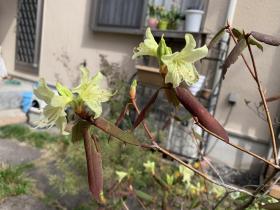 20250330mygarden1.jpg