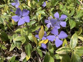 20250330mygarden3.jpg