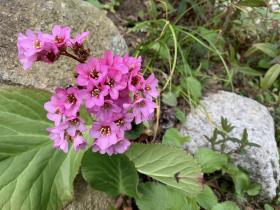 20250330mygarden4.jpg