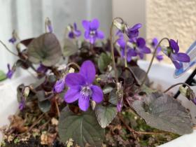 20250330mygarden5.jpg