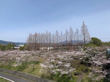 20250406oginosato3.jpg