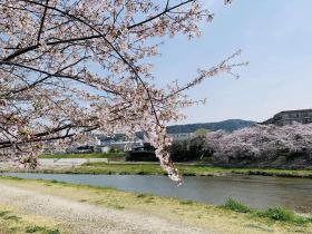 20250408sakura1.jpg