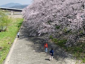 20250408sakura3.jpg