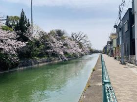 20250408sakura4.jpg