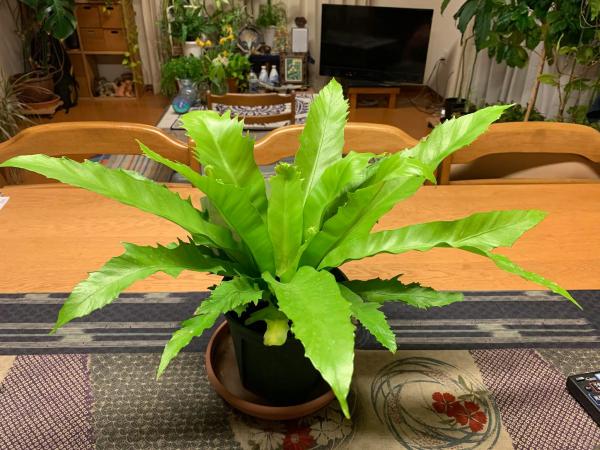 20250412shida.jpg