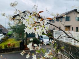 20250413mygarden1.jpg