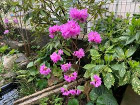 20250413mygarden2.jpg