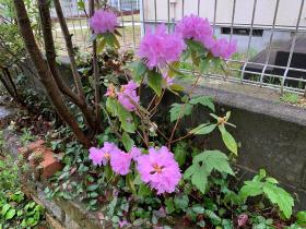 20250413mygarden3.jpg