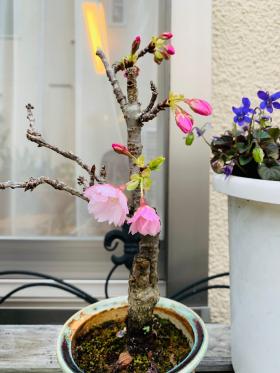 20250413mygarden4.jpg
