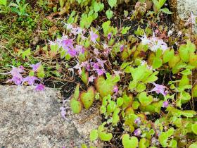 20250413mygarden5.jpg