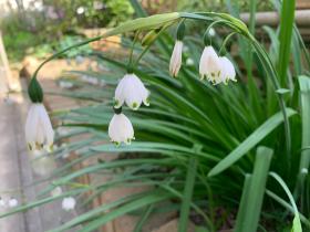 20250420mygarden11.jpg