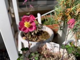 20250420mygarden12.jpg