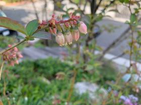 20250420mygarden13.jpg