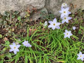 20250420mygarden14.jpg
