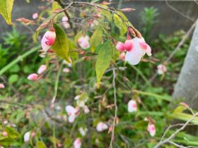 20250420mygarden15.jpg