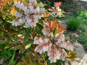 20250420mygarden16.jpg