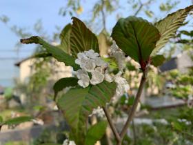 20250420mygarden19.jpg