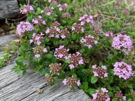 20250420mygarden2.jpg