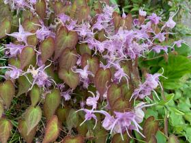 20250420mygarden3.jpg