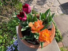 20250420mygarden5.jpg