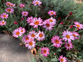 20250420mygarden6.jpg