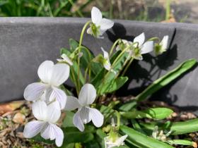 20250420mygarden7.jpg