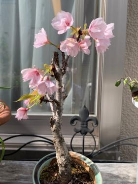 20250420mygarden8.jpg