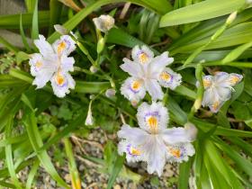 20250420mygarden9.jpg