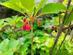 20250427mygarden1.jpg