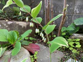 20250427mygarden2.jpg