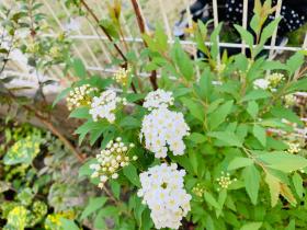 20250427mygarden3.jpg