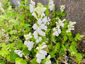 20250427mygarden4.jpg