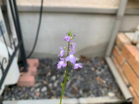 20250427mygarden5.jpg
