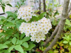 20250509mygarden1.jpg