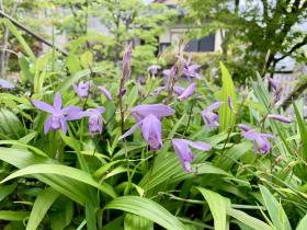 20250509mygarden2.jpg